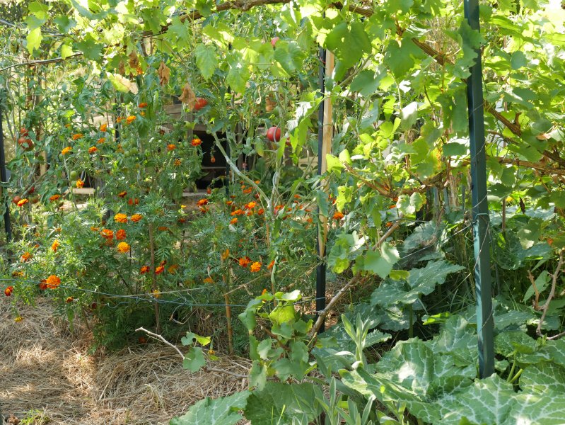 Essai de mélange de diverses plantes au Potager. Un mélange de plantes annuelles et vivaces attirera les insectes pollinisateurs, augmentera la biodiversité et repoussera les insectes nuisibles. LISE JALOUX